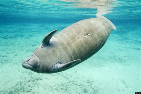 manatees vaginas